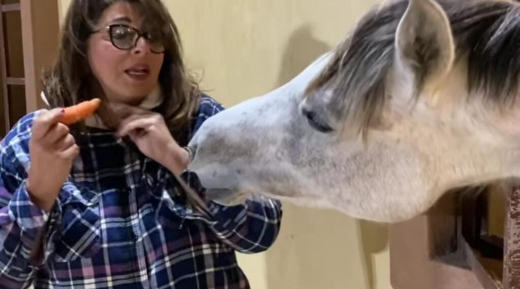 “فيديو طريف لـ هاله صدقي ” بشكل جديد في مزرعة خيل