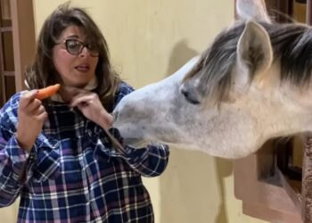 “فيديو طريف لـ هاله صدقي ” بشكل جديد في مزرعة خيل