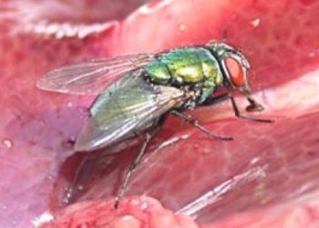 النَغَف أو داء الدودة الحلزونية الإستراتيجيات الوقائية والعلاجية