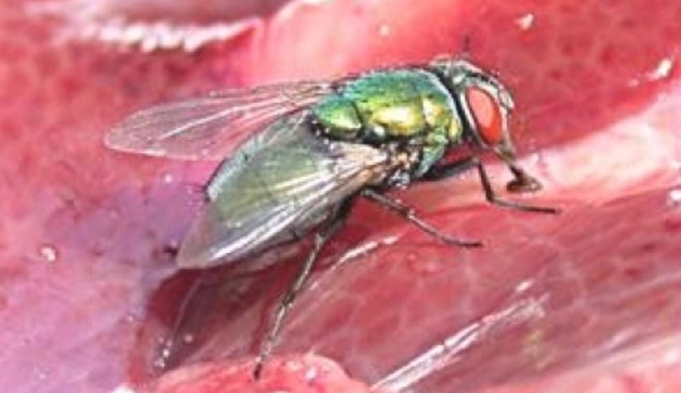 النَغَف أو داء الدودة الحلزونية الإستراتيجيات الوقائية والعلاجية