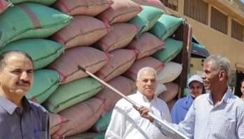 ارتفاع توريد القمح المحلى لـ 1.3 مليون طن حتى الآن